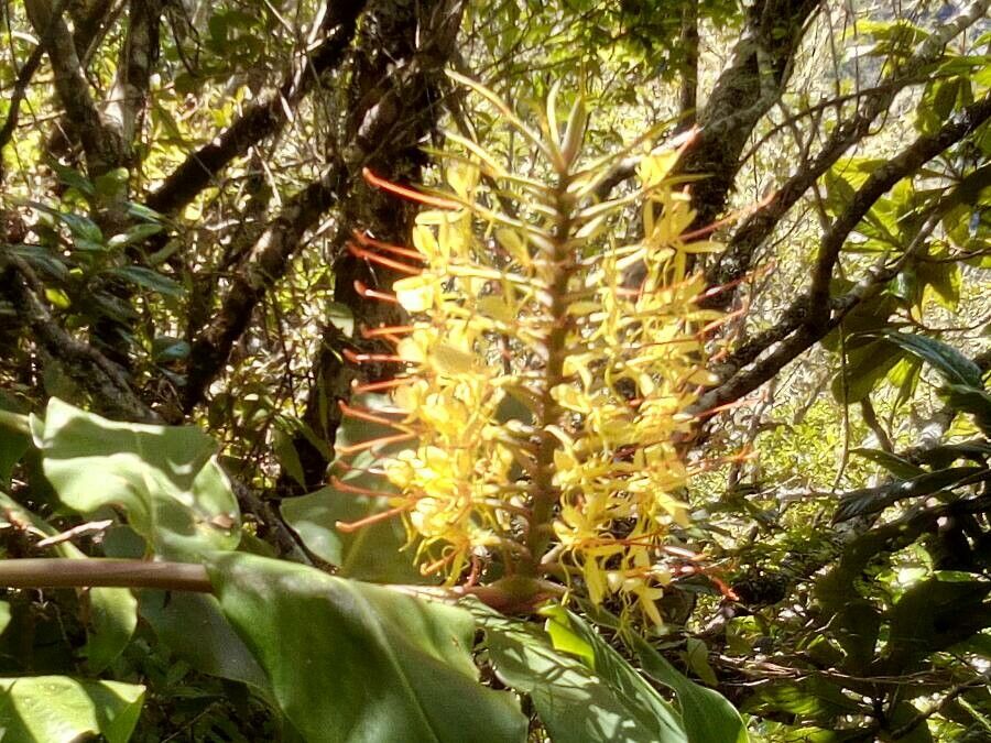 Ginger-lily