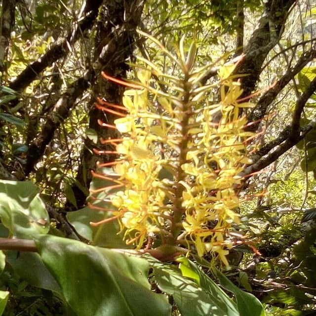 Hedychium gardnerianum — flower