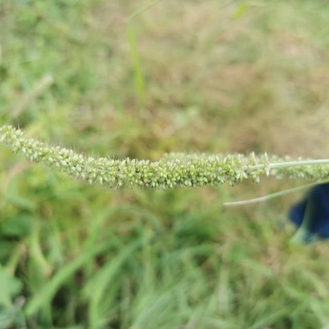 Setaria verticillata — flower