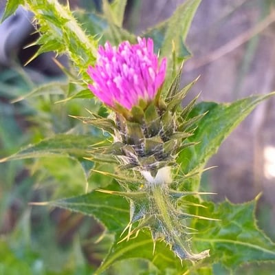 Carduus pycnocephalus — flower