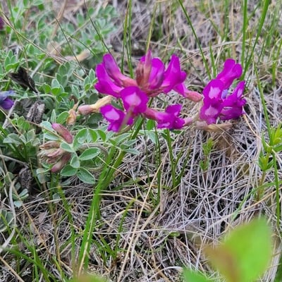 Oxytropis lambertii — flower