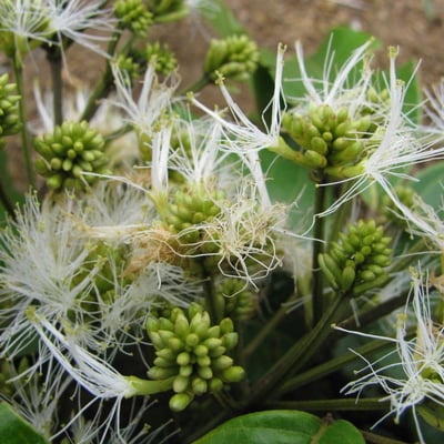 Inga punctata — flower