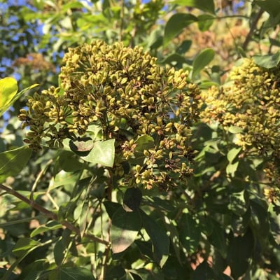 Heteromorpha arborescens — flower