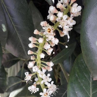 Prunus laurocerasus — flower