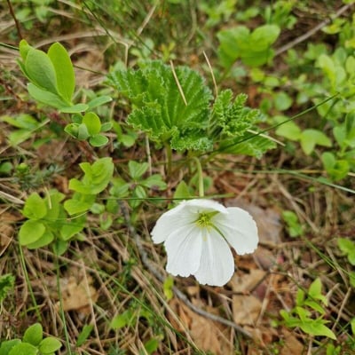Rubus chamaemorus — flower
