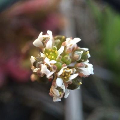 Cochlearia groenlandica — flower
