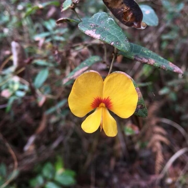 Platylobium formosum — flower