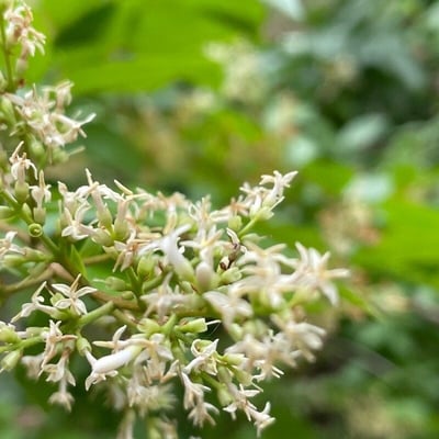 Mikania micrantha — flower