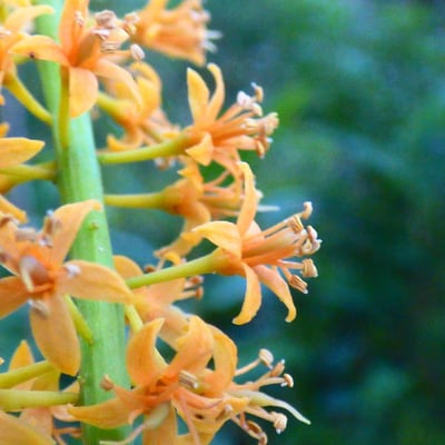 Adenanthera pavonina — flower