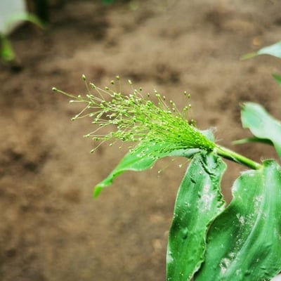 Panicum trichoides — flower