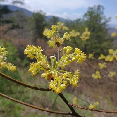 Sassafras albidum — flower