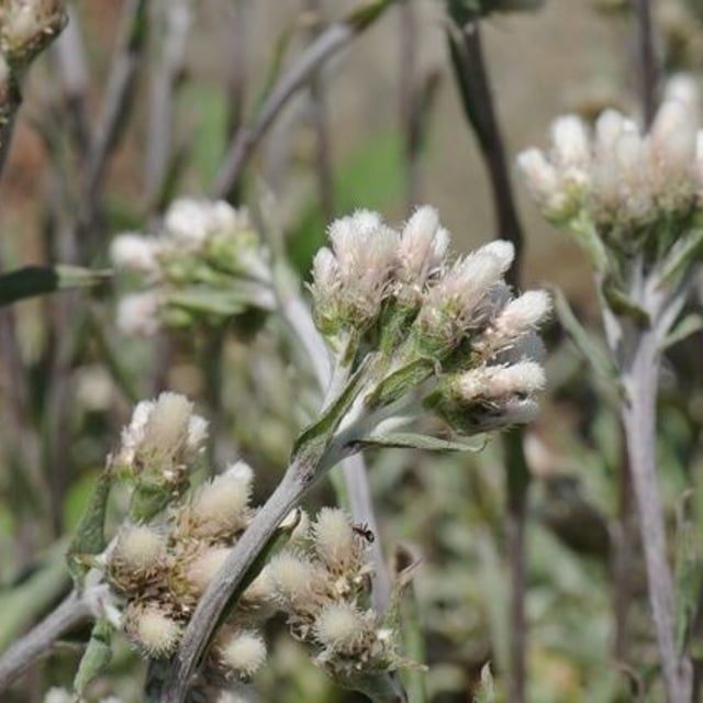 Antennaria howellii — flower