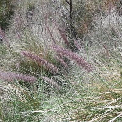 Cenchrus pedicellatus — flower