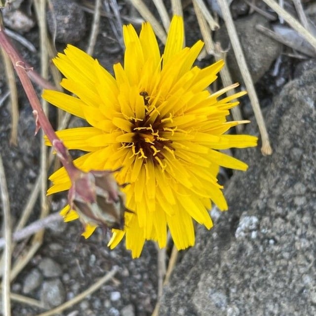 Reichardia tingitana — flower