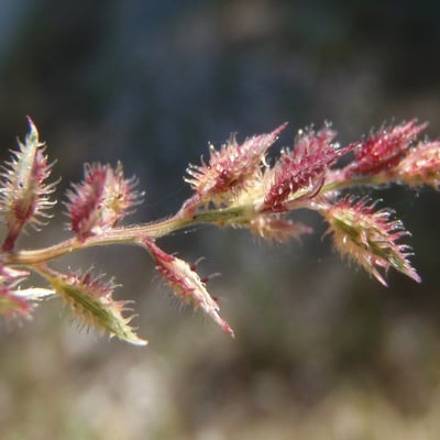 Tragus racemosus — flower