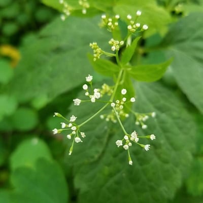 Cryptotaenia canadensis — flower