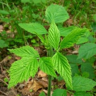 Rubus vulgaris — leaf