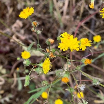 Crepis setosa — flower