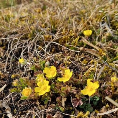 Potentilla pusilla — habit