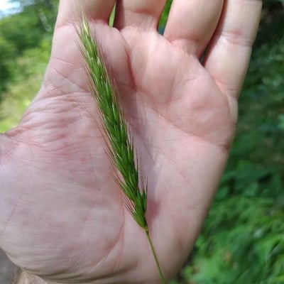 Hordelymus europaeus — flower