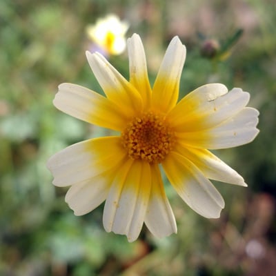 Glebionis coronaria — flower