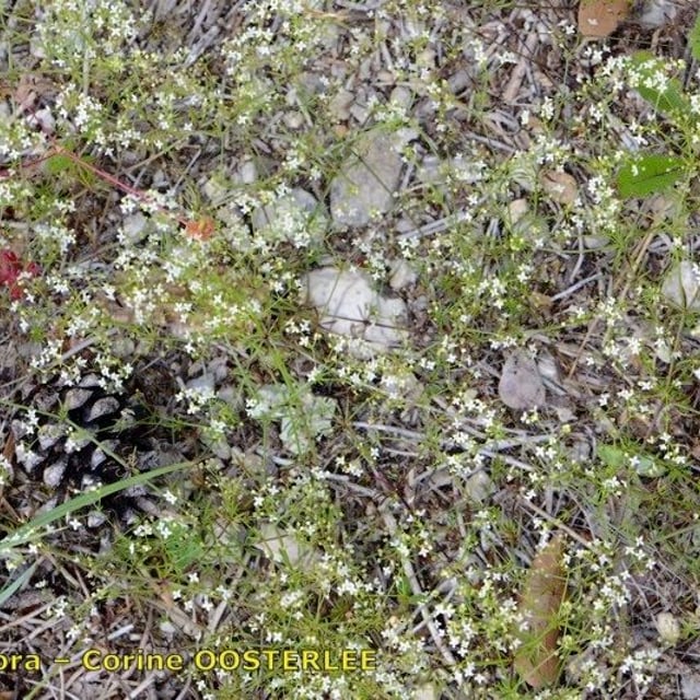 Galium timeroyi — habit