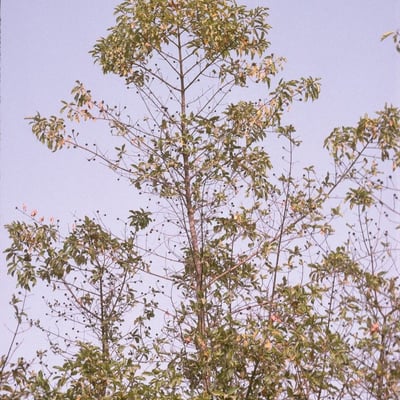 Mitragyna inermis — habit