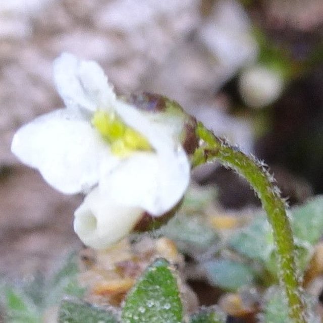 Draba dubia — flower