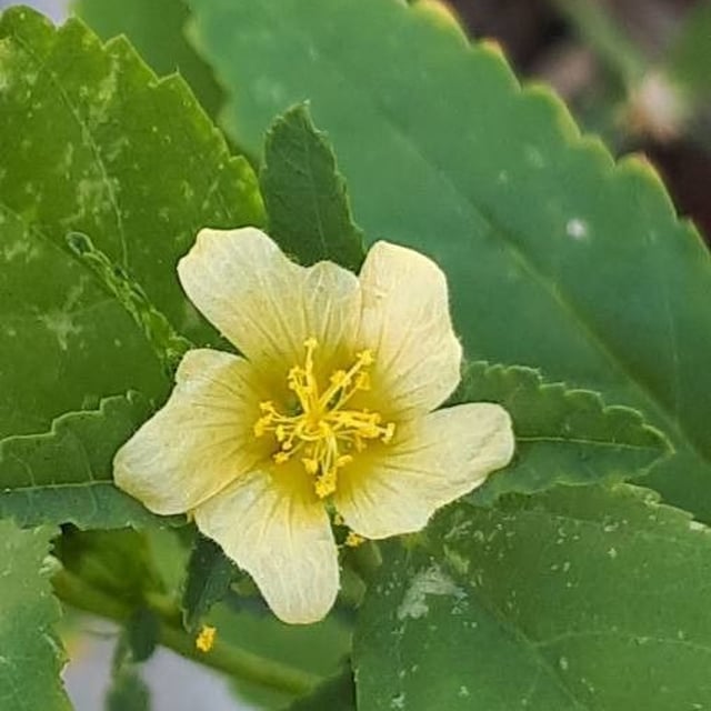 Sida acuta — flower