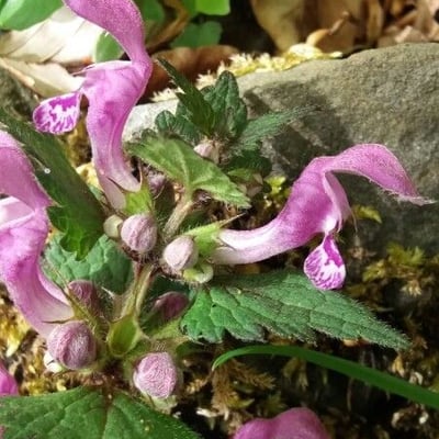 Lamium maculatum — flower