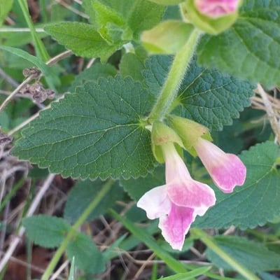 Melittis melissophyllum — flower