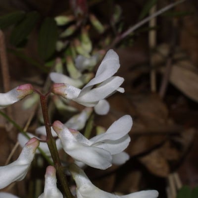 Vicia caroliniana — flower