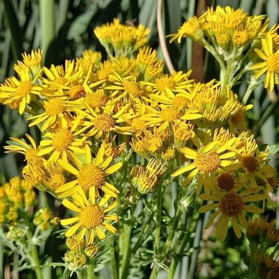 Jacobaea paludosa — flower