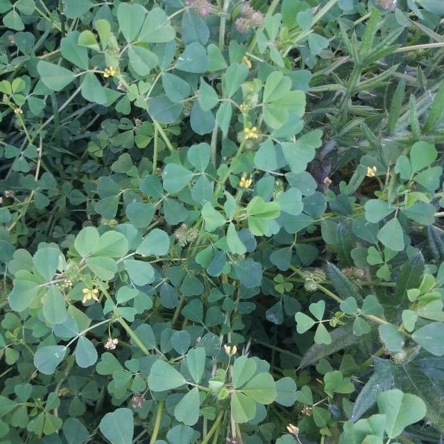 Medicago polymorpha — flower