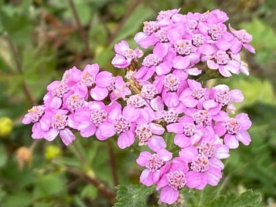 Achillea roseo-alba