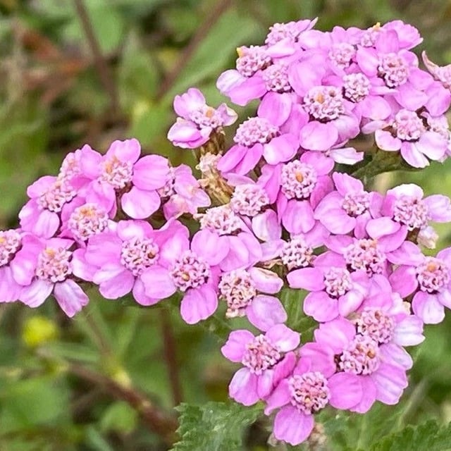 Achillea roseo-alba