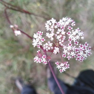 Seseli annuum — flower