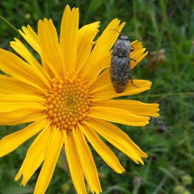 Arnica montana — flower
