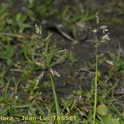 Poa supina — flower