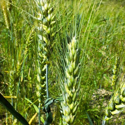 Triticum turgidum — flower