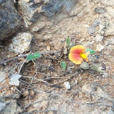 Zornia reticulata — flower