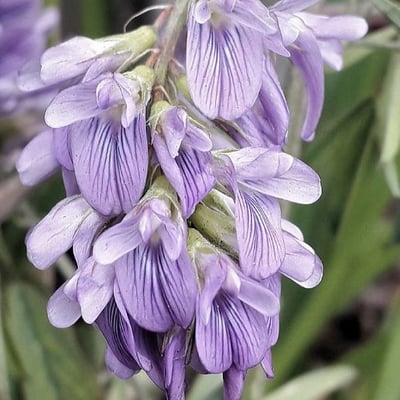 Medicago sativa — flower