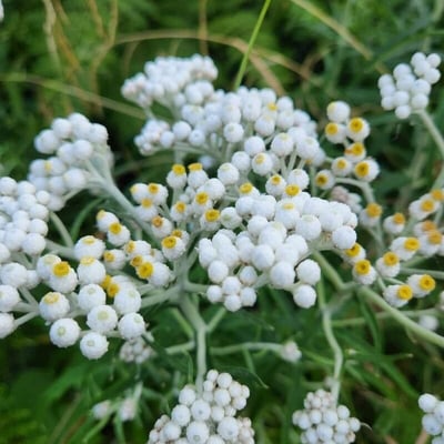 Anaphalis margaritacea — flower