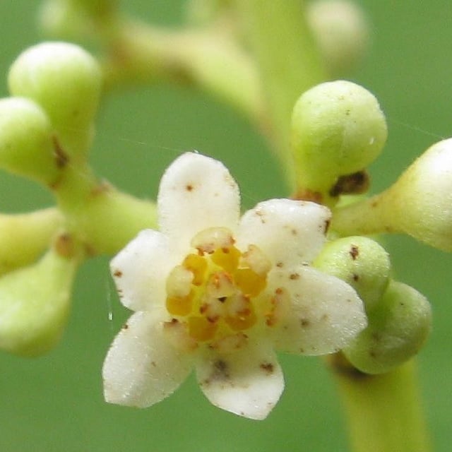 Ocotea puberula — flower