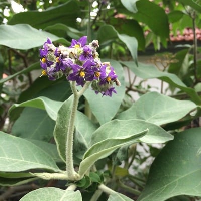 Solanum mauritianum — flower