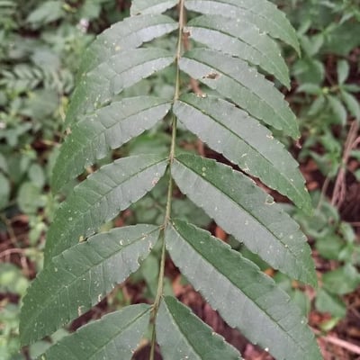 Zanthoxylum rhoifolium — leaf