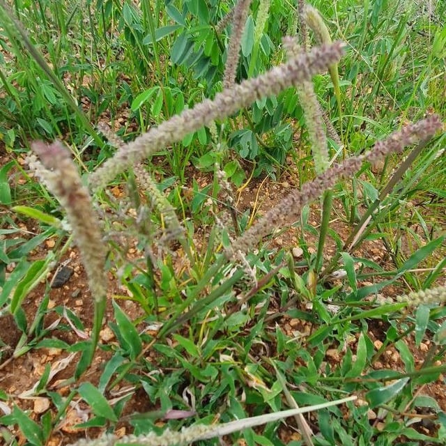 Tragus berteronianus — flower