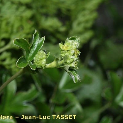 Alchemilla transiens — flower