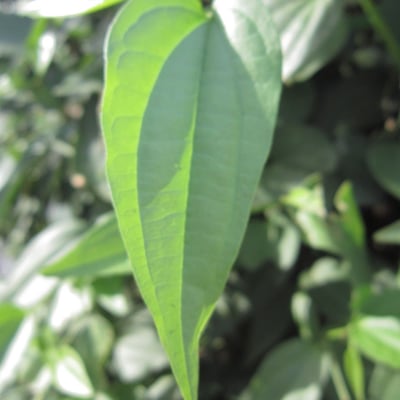 Piper arboreum — leaf