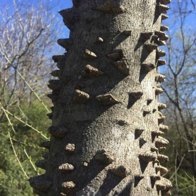 Zanthoxylum martinicense — bark